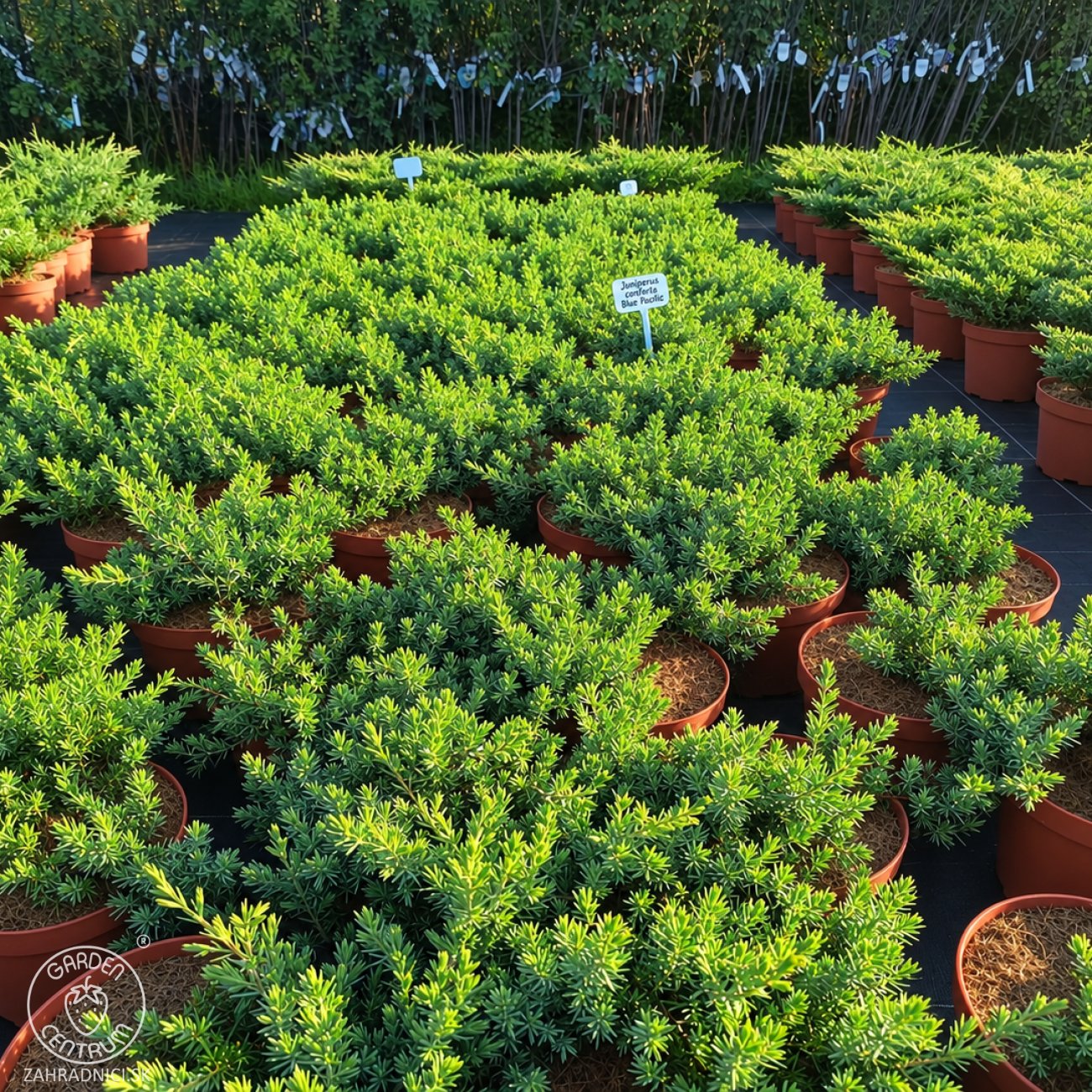 Obrázok Borievka pobrežná (Juniperus conferta) ´BLUE PACIFIC´ – výška 20-30 cm, kont. C3L